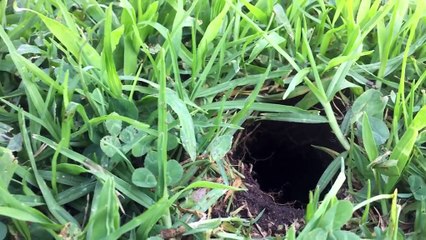 Adorable dog goes gopher-hunting in the gentlest way possible