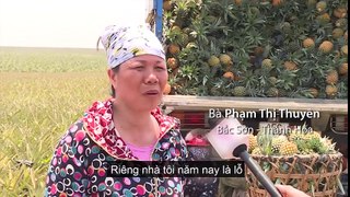 Dứa mất giá, nông dân Thanh Hóa vứt bỏ đầy đồng - VnExpress