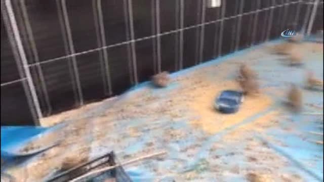 Kars'ta Tedavileri Tamamlanan Keklikler Doğaya Bırakılacak