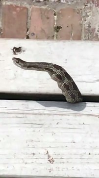 Un serpent recrache des oeufs