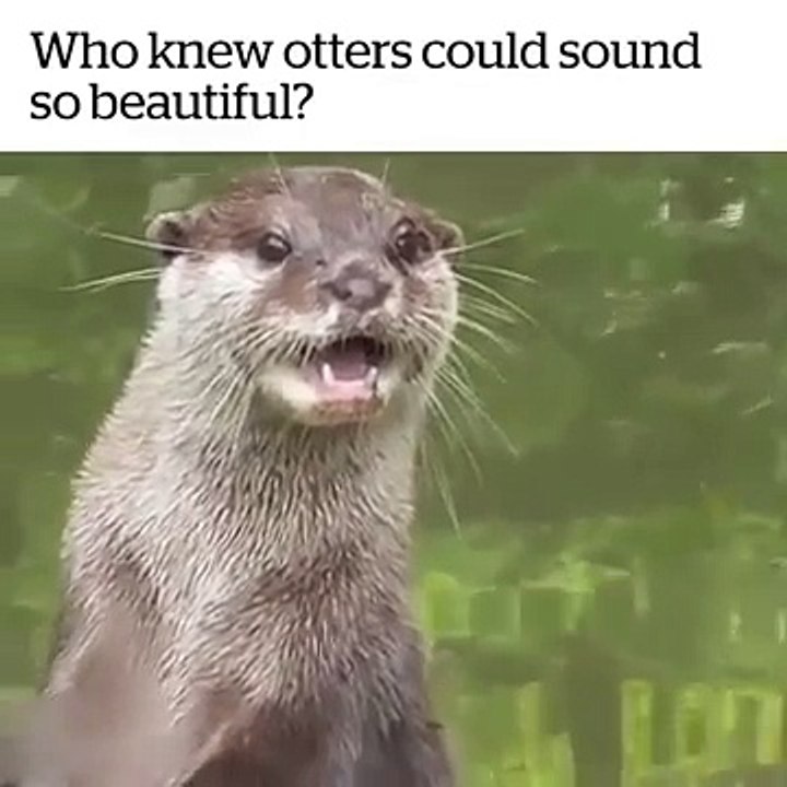 Majestic Otters Singing