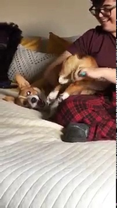 Un chien aime se faire gratter le derrière