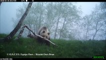 Une ourse et ses deux oursons filmés dans l'Ariège