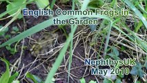 Common Frogs in the Garden