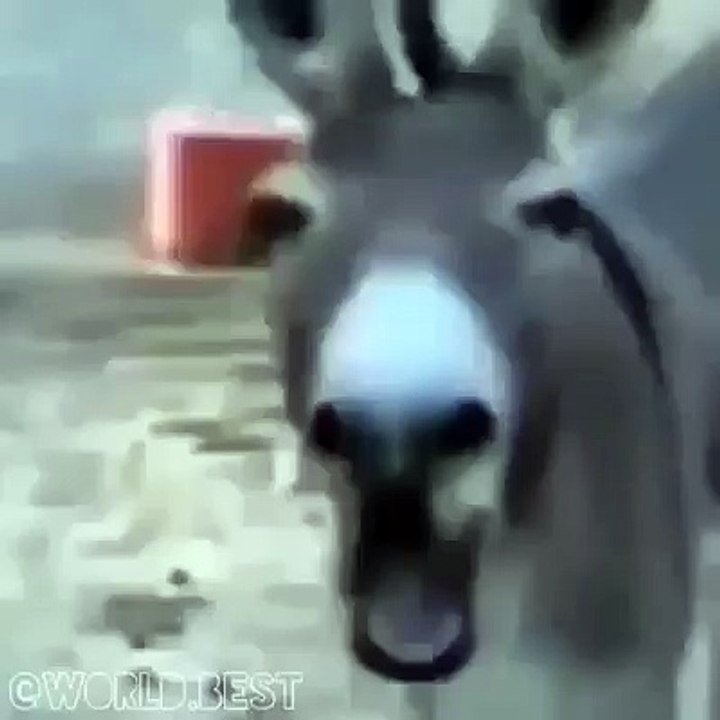 funnyb video