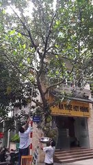 Il a faillit y passer à cause d'un gros fruit dans un arbre