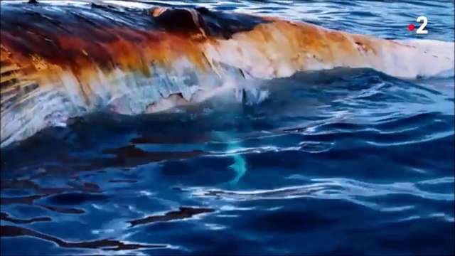 Les images incroyables de requins qui dévorent la carcasse d'une baleine