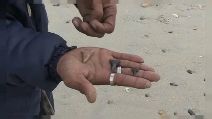 شاهد: عاطلون عن العمل يكسبون قوت يومهم بجمع "أسنان القرش"