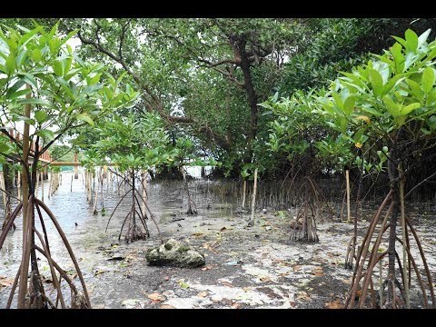 Groups tap mangroves to fight erosion of Boracay coastline