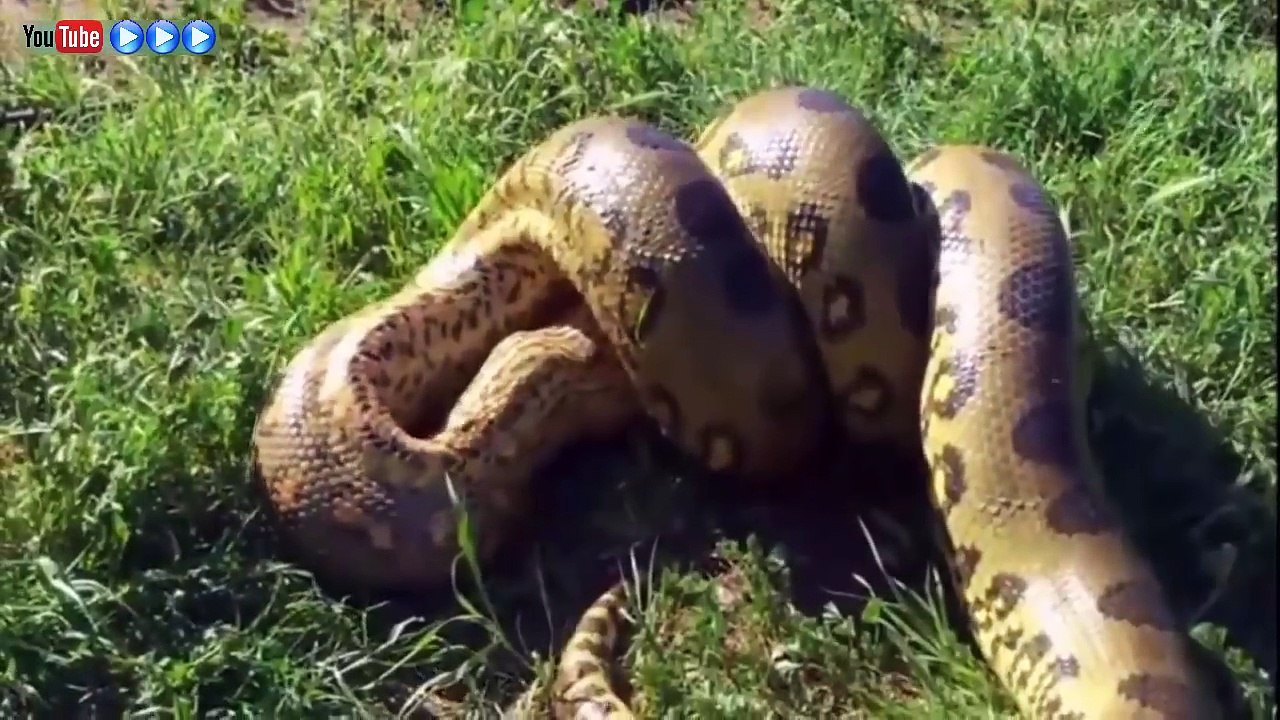 Big Battle In The Desert! King Cobra VS Mongoose - Who Will Be The Winner