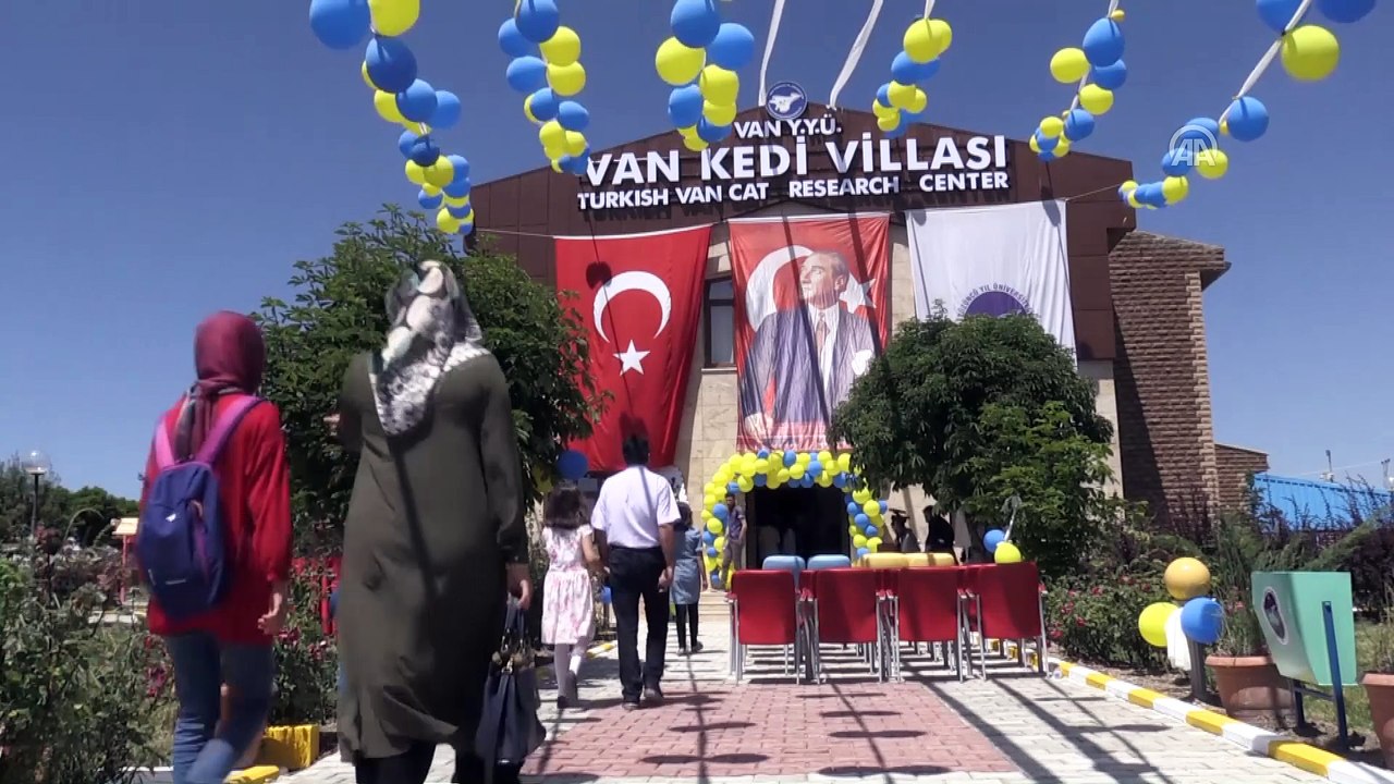 Van kedileri için 'özel havuz' - VAN