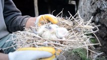 Enkaz altında kalan yavru kuşları köylüler kurtardı - KARS