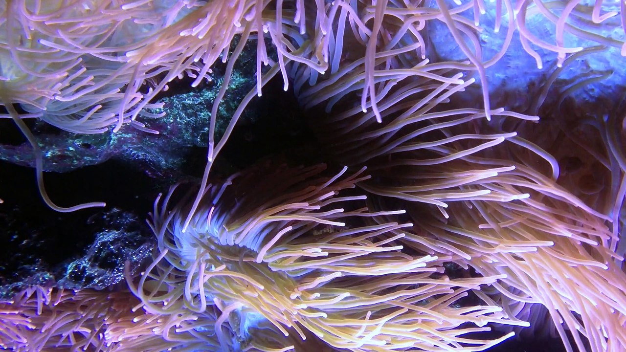 Winterreise/ Schubert/ Fischer-Dieskau/ Jellyfishes