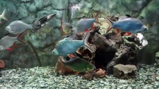 Kedi Balıkları ve Dev Gorami Balıkları HD