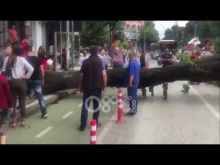 Ora News - Tiranë, pema zë poshtë tre taksi pranë Bllokut