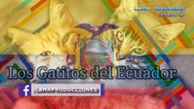 MI ORGULLO Los Gatitos del Ecuador, Musica Nacional