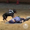 Un chien policier tente de réanimer son maitre qui fait un malaise