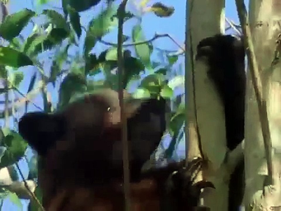 INDONESIA FORREST WILDLIFE (Documentary) Animals