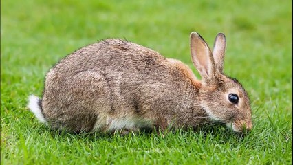 European rabbit - Video Learning - WizScience.com