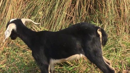 Amazing Black Goat Breeding in My Village in Summer (2)