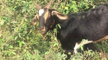Amazing Black Goat Breeding in My Village in Summer (3)