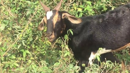 Amazing Black Goat Breeding in My Village in Summer (3)