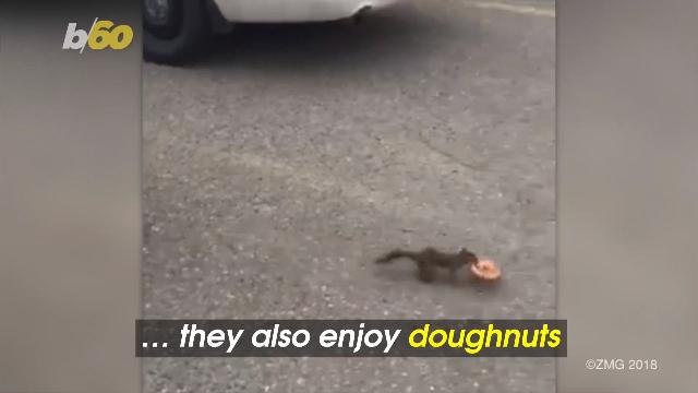 Squirrel Steals Cop's Doughnut in Viral Video, Avoids Felony Charge