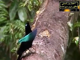 Beautiful birds | amazing creature of God on earth | must watch
