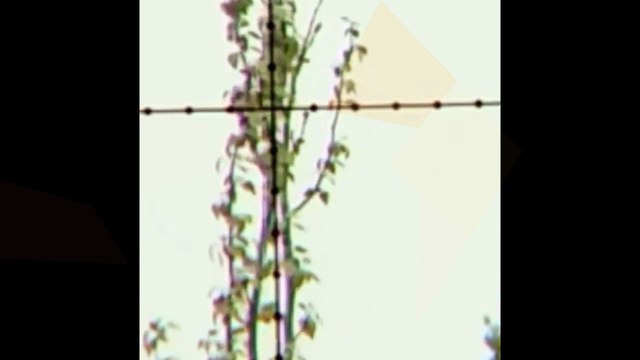 longer range pcp P10 dove hunting