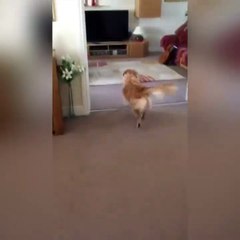 Dog Reunited With Owner After Seven Months