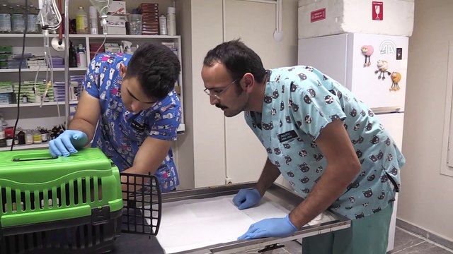 Birer ayakları kesilmiş kedi yavruları bulundu - YALOVA