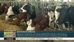 Aranceles de EEUU afectan a productores de lácteos