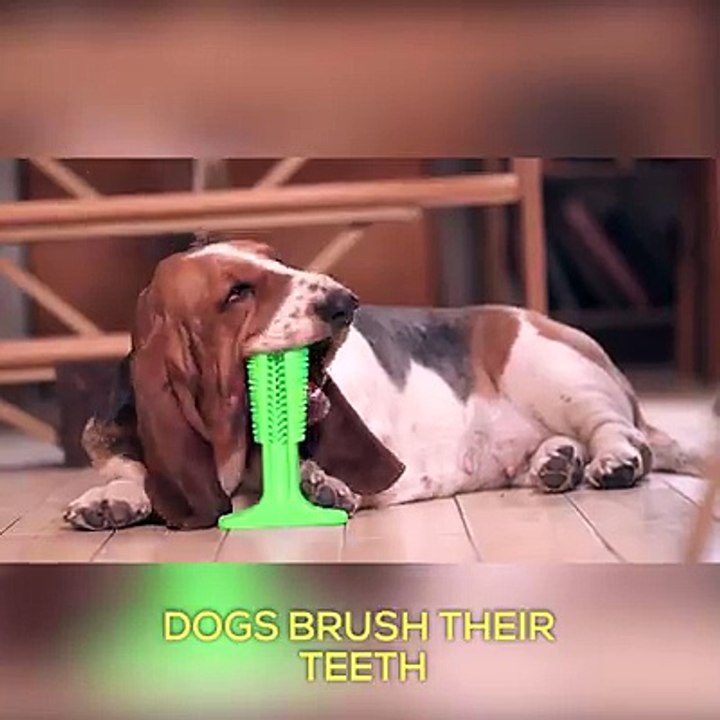 OMG! My dog really needs Bristly Brushing StickDaily tooth brushing for your pup has never been easier. So much joy . You can get it at 40% discount now!