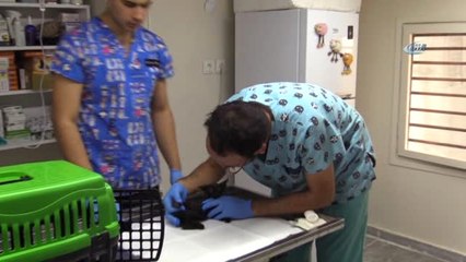 Yavru Kedilere Vahşet