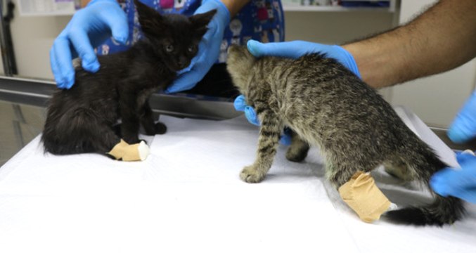 Yalova'da Arka Ayakları Kesilmiş İki Yavru Kedi Bulundu