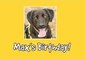 Rescue Dog Celebrates Birthday With Trip to Pet Store and Special Party