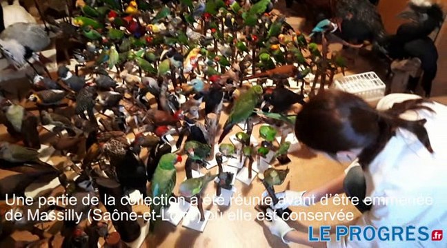 Près de 6000 oiseaux naturalisés offerts au musée de Confluence à Lyon