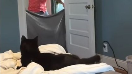 Chat vs Tour de magie avec un drap #WhatTheFluffChallenge