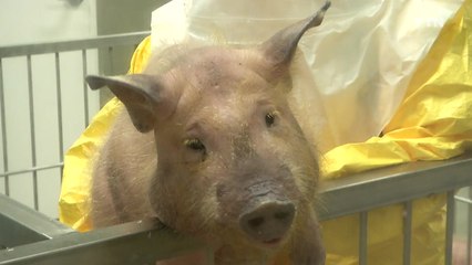 돼지 각막 이식 원숭이 1년 이상 정상 유지 / YTN