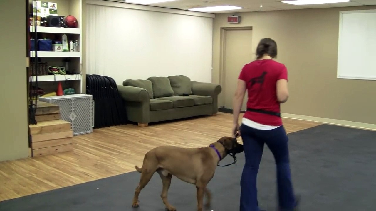 How to Use a Gentle Leader or Halti Collar to Train a Dog to Not Pull