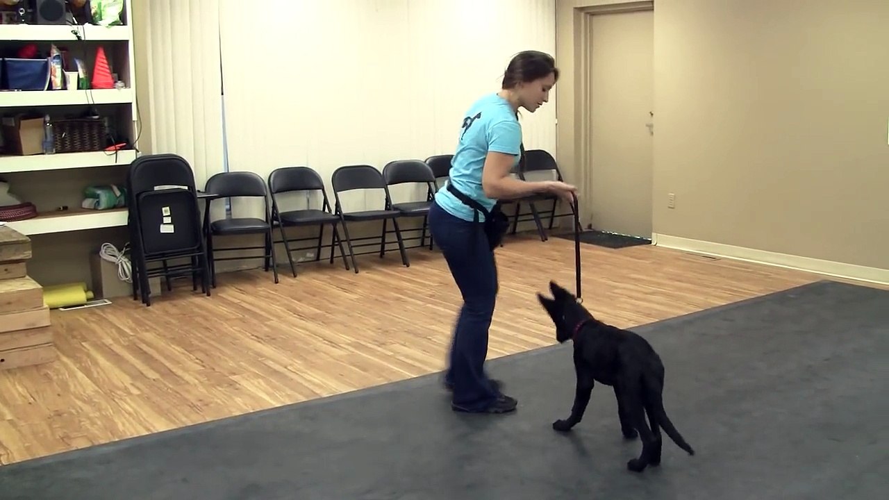 Dog Training with a Gentle Leader or Halti Collar - Teaching the Sit the Command (K9-1.com)