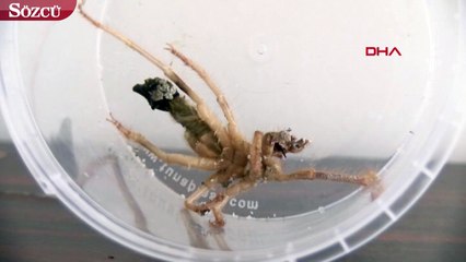 Bir Sarıkız da Kayseri'de ortaya çıktı