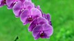 Orchid Phalaenopsis Pink Gentle Bloom Houseplants No Copyright Video