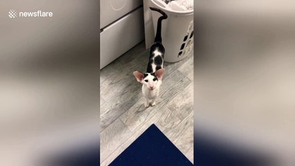 Teddy the cat likes to pretend he’s a car by honking