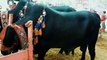 Cow Mandi 2018 Karachi Sohrab Goth | BIg Bulls Vip Tent | 786 Cattle Farm