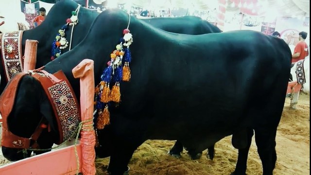Cow Mandi 2018 Karachi Sohrab Goth | BIg Bulls Vip Tent | 786 Cattle Farm