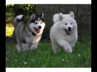 alaskan malamute miniature