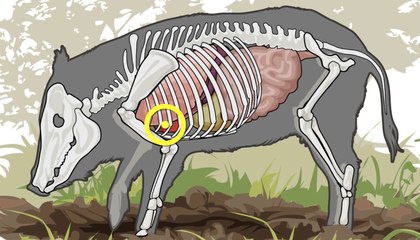 Shot Placement for Hogs