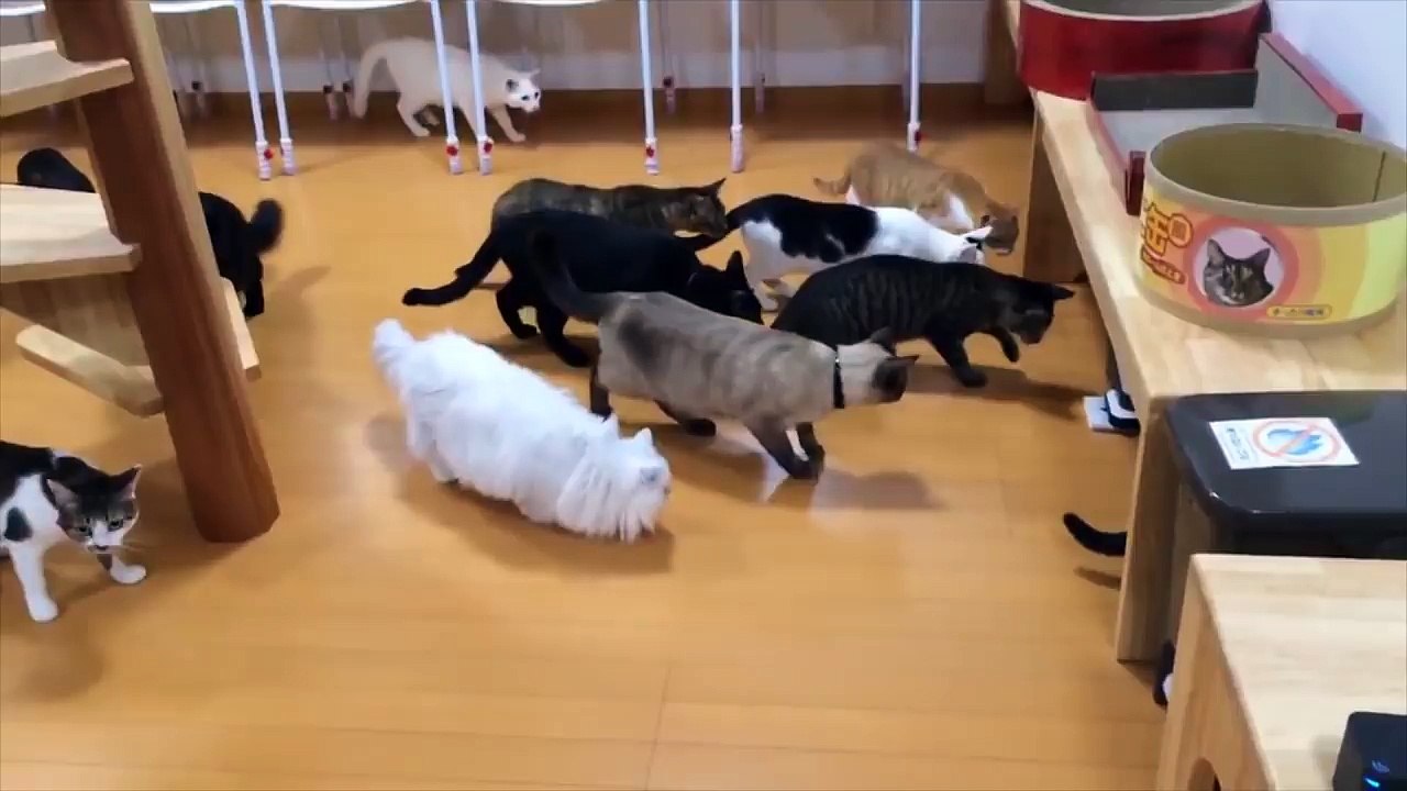 Thriller Pets