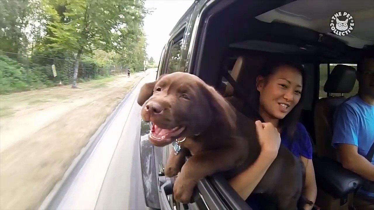 Chocolate Labs